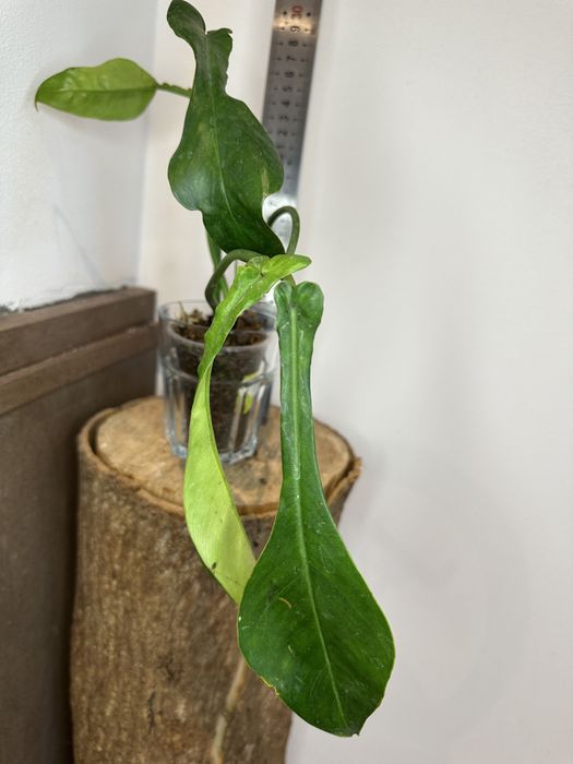 Філодендрон Philodendron  Joepii