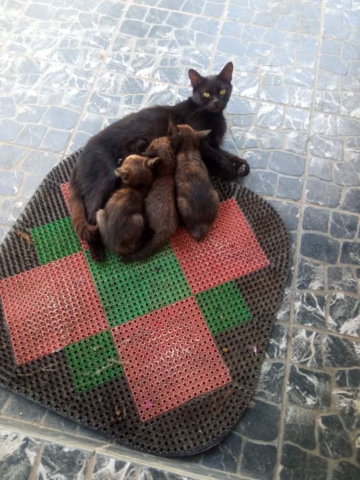 Котики безкоштовно