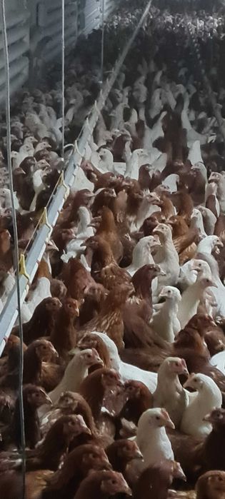 KURY NIOSKI Młode z pierwszym jajkiem.HURT-DETAL.Ferma Drobiu.