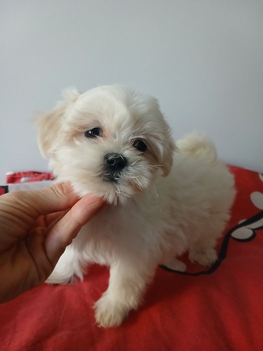 Śliczny szczeniakak malshi aktualne