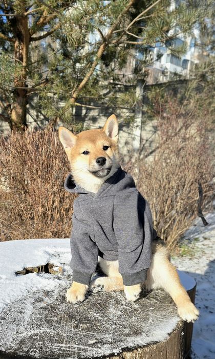 Красень шиба для люблячої родини