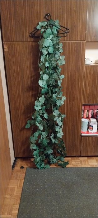 Sprzedam sztuczny bluszcz - 6 sztuk