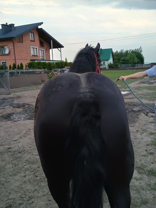 Sprzedam klacz + źrebaki ogierki 4 szt,roczniaki.