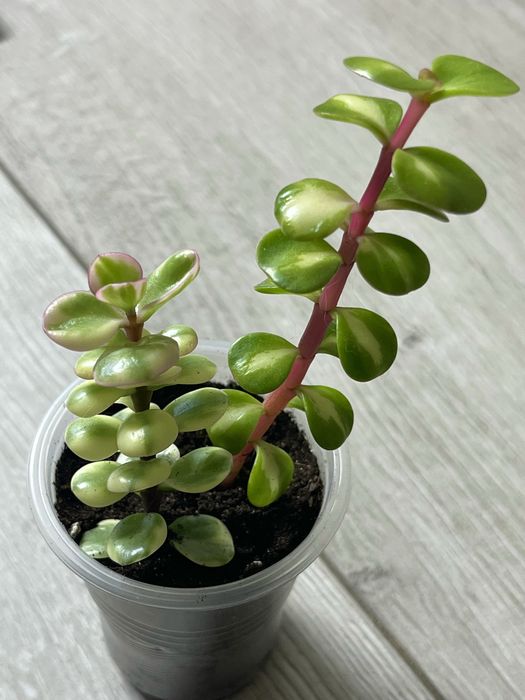 Суккуленты  эхиверия,крассула,седум