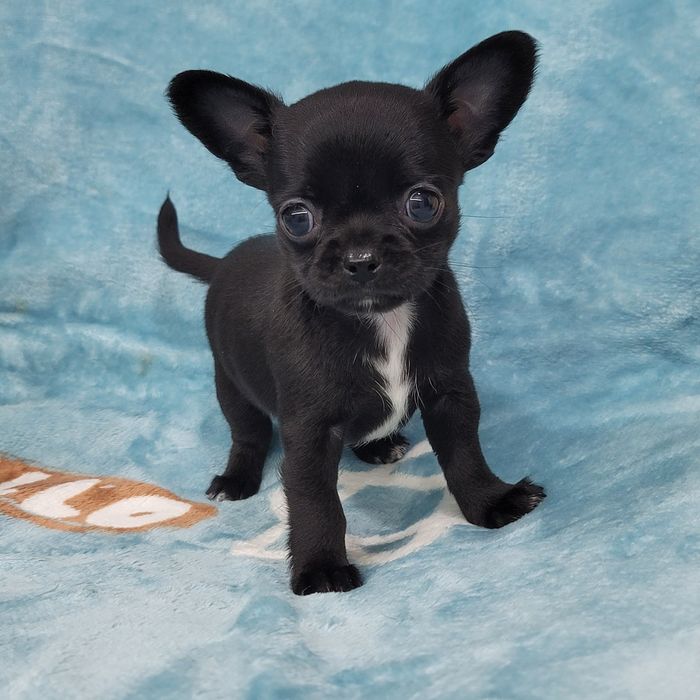 Чорний малючок під ялинку