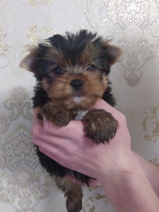 Шикарный мальчик йорк!