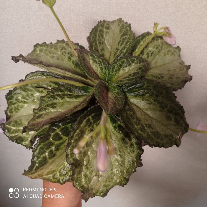 Примулина Destiny