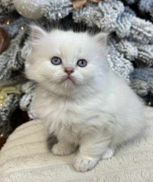 Шотландський котик