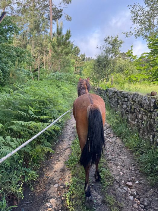 Vendo Cavalo garrano cruzado. Vacinado, chip, livro verde e já com algum maneio, Muito meigo e bem tratado!