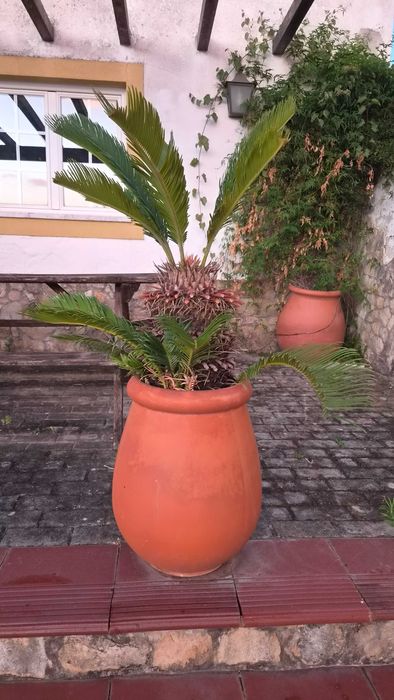 Pote de barro para exterior com Cica Revoluta