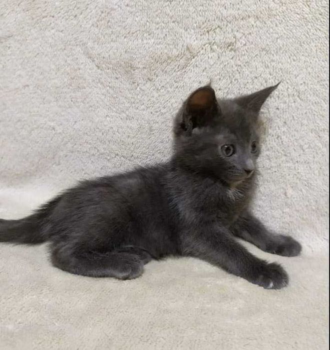 Безкоштовно в добрі руки