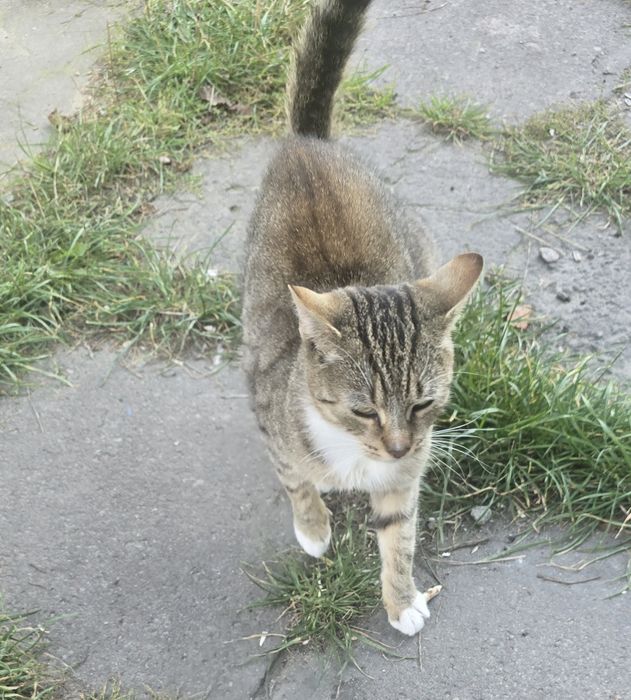 Oddam kotki w dobre rence