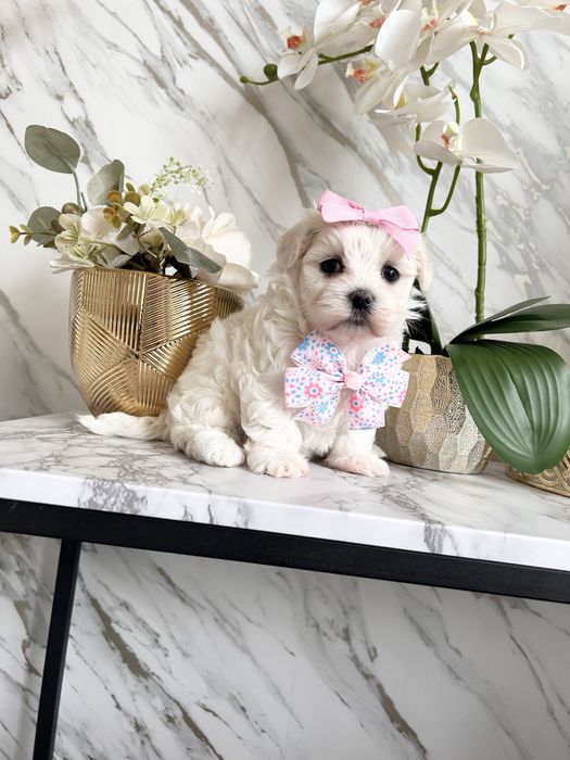 Piękna Suczka rasy Maltańczyk