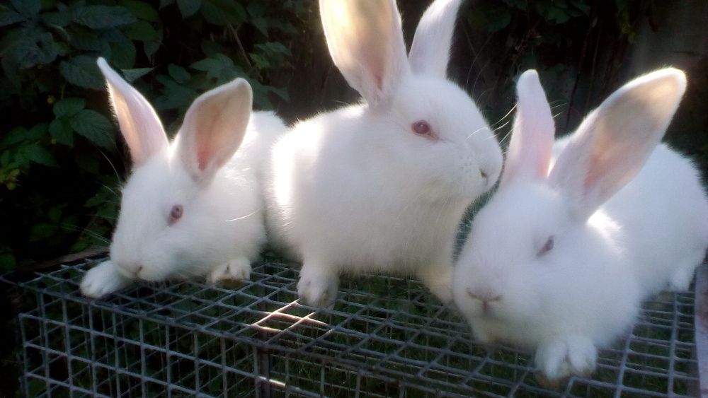 Продам ,недорого, кролики Панон .