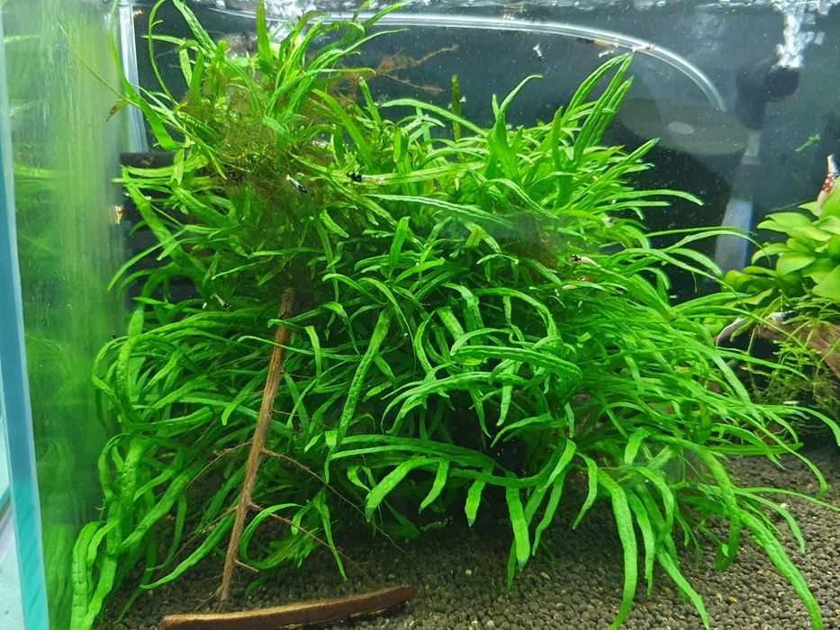 Microsorium, rośliny akwariowe.