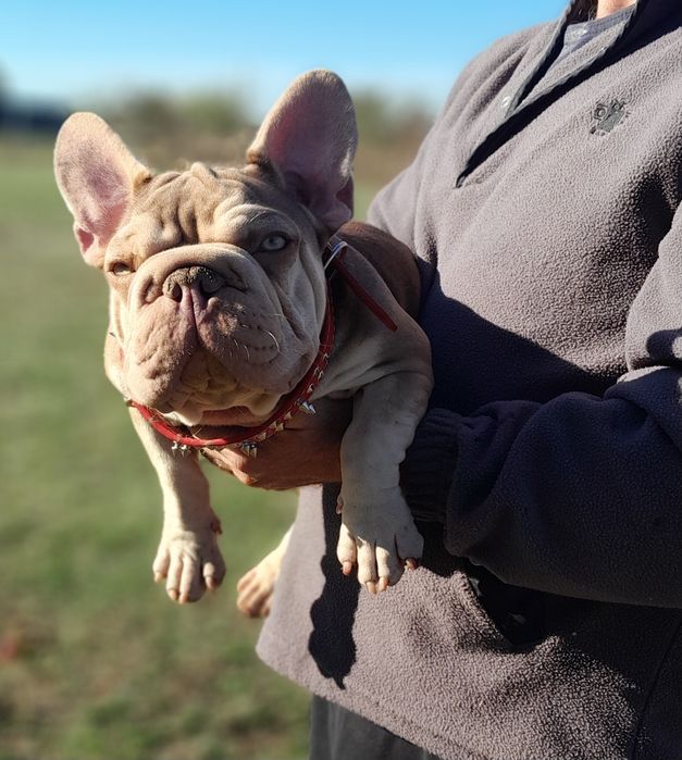 Биг роп ньюшейд роджо тан вельвет носій флаффі