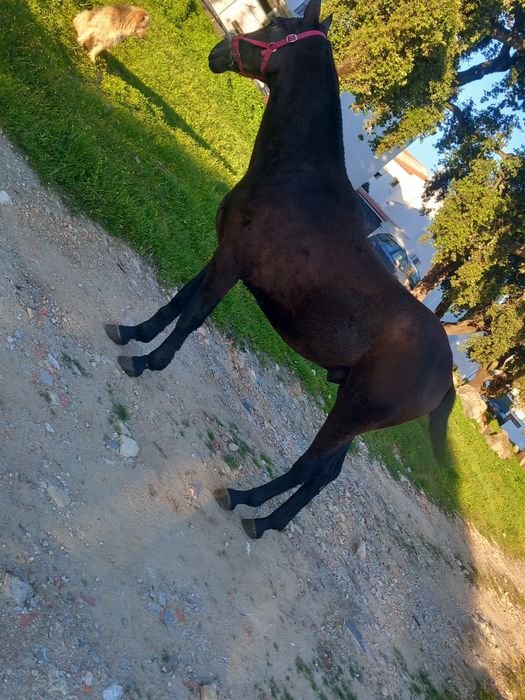 Vendo ou troco um poldro