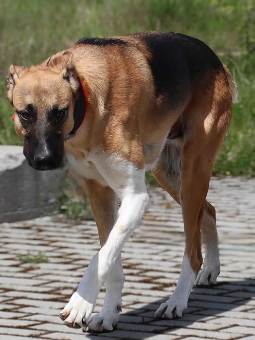 Młody, przyjazny Strauss do adopcji