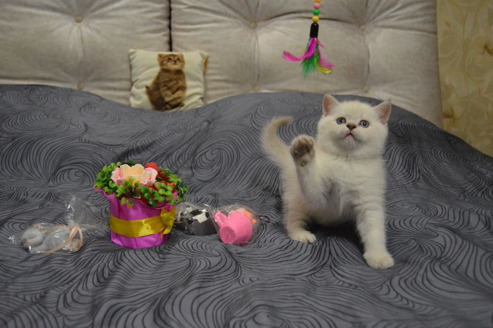 Котики шотландські (скоттиш страйт)