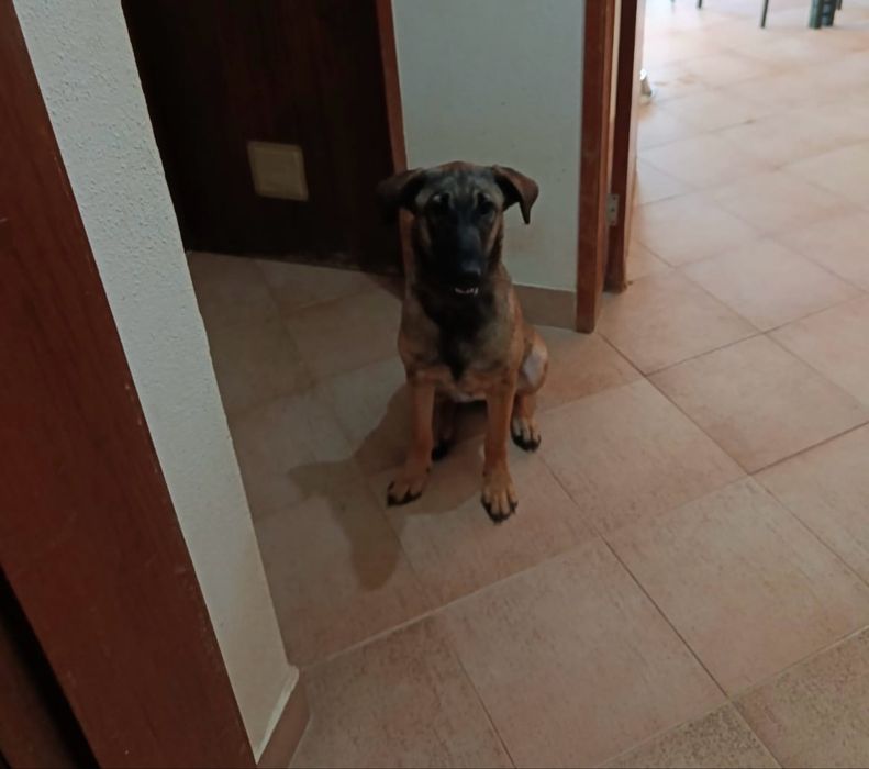 Adocão Responsàvel