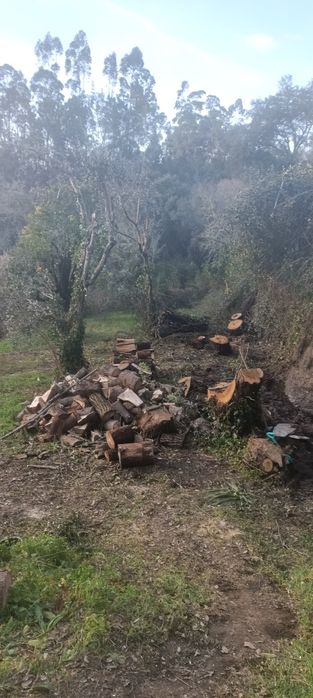 Curso de agricultura Sintrópica Coimbra 24 a 26 de Abril