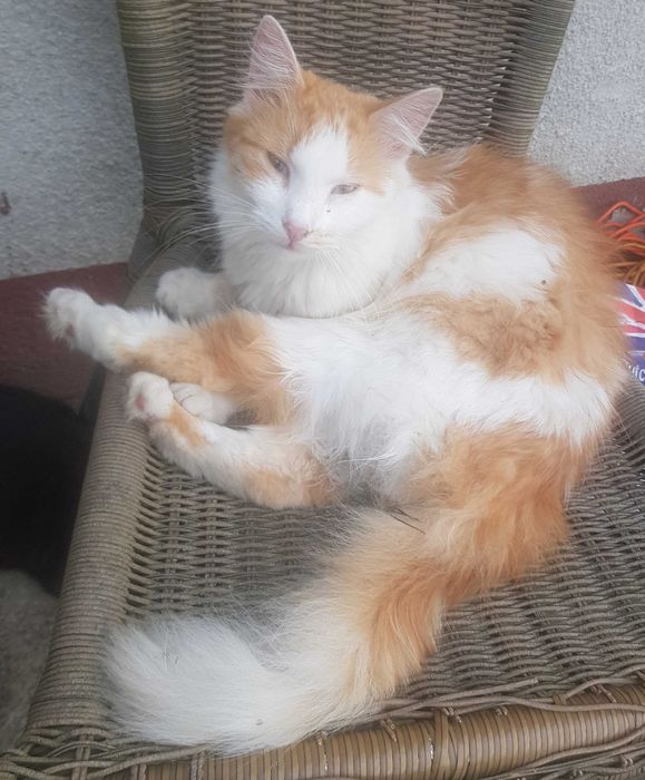 Karolek kocurek do adopcji
