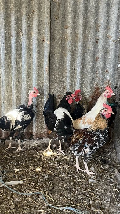 Galos marans , pedres portuguesa, faverolles