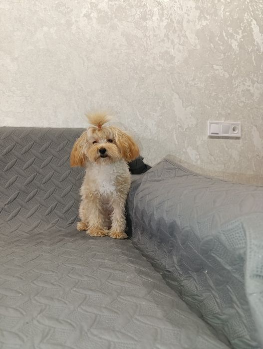 Гарний ,грайливий хлопчік мальтіпу