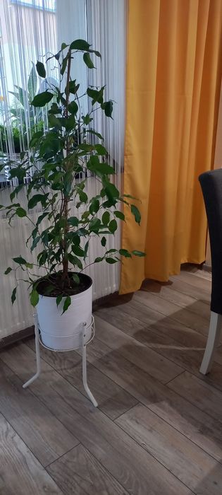 Żywy Kwiat Beniamin plus stojak biały, donica