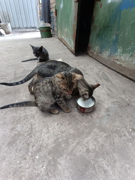 Кошеня є і хлопці і дівчата дуже гарні та ручні домашні тварини