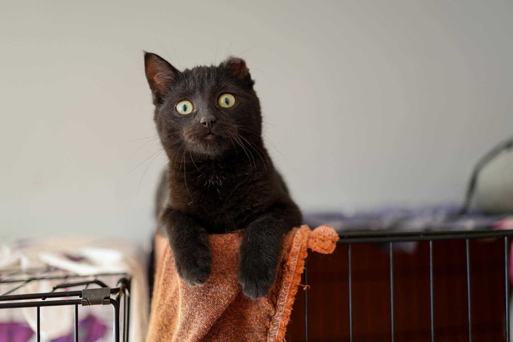 Daj dom małej kotce - czarnuszka MRÓWKA