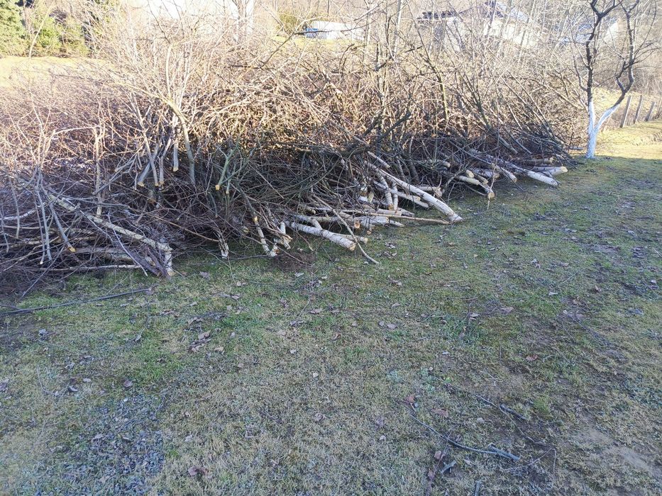 Oddam za darmo drewno z pielęgnacji  ogrodu