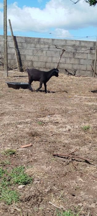Cabras anãs novinhas