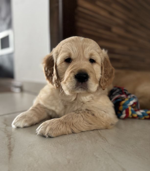 Golden Retriever / Genetyka / obroza nr 3