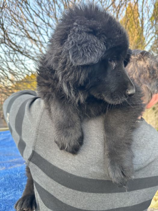 Owczarek Niemiecki suczka