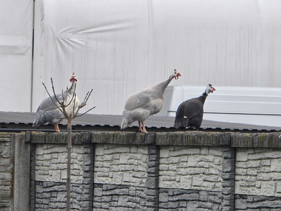 Perliczki roczne samce w różnych kolorach