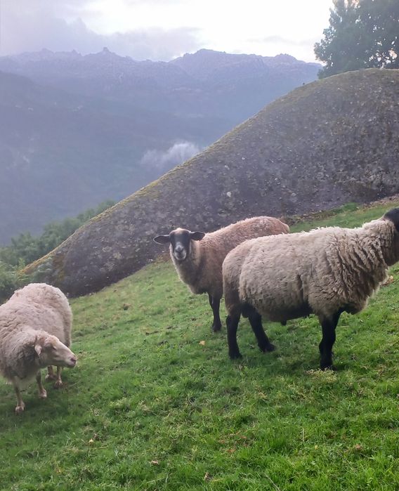 Vendo macho Suffolk e duas fêmeas