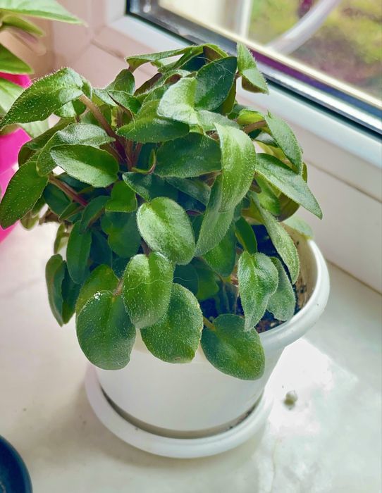 Фиалка фіалка трейлер Sundown Trail