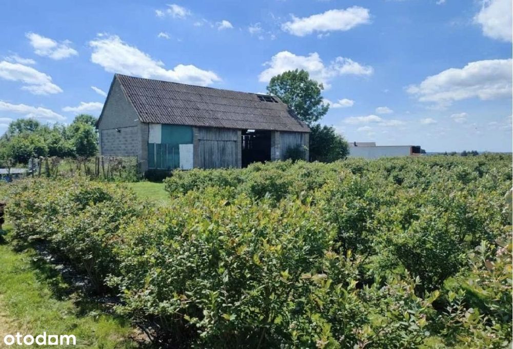 Działka budowlana/plantacja borówki amerykańskiej Osiny k. Wierzbicy - View 4