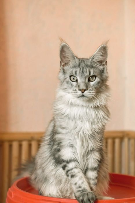 Шикарная серебряная девочка