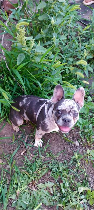 Французький бульдог 7 міс. Кобель