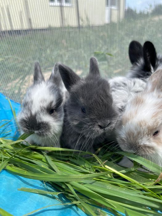 Декоративні кролики