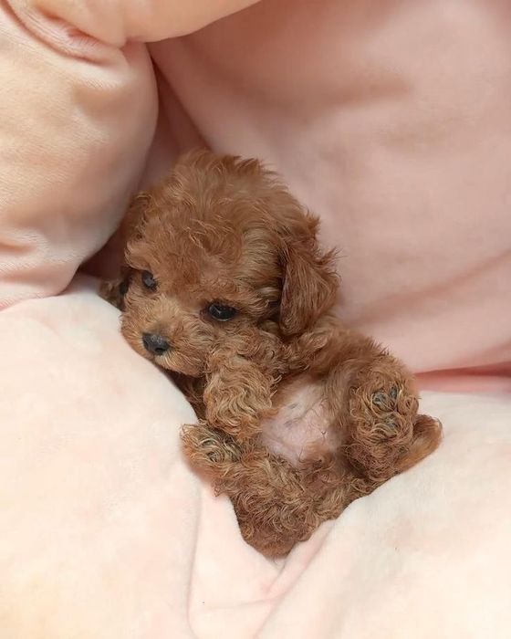 Мальтипу міні на любий смак