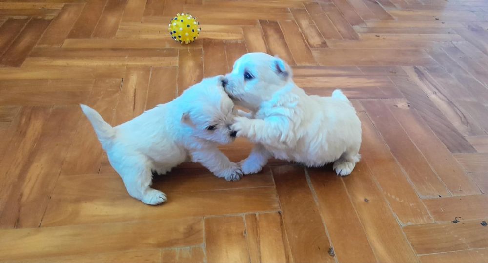 West Highland White Terrier - suczka (szczenię)