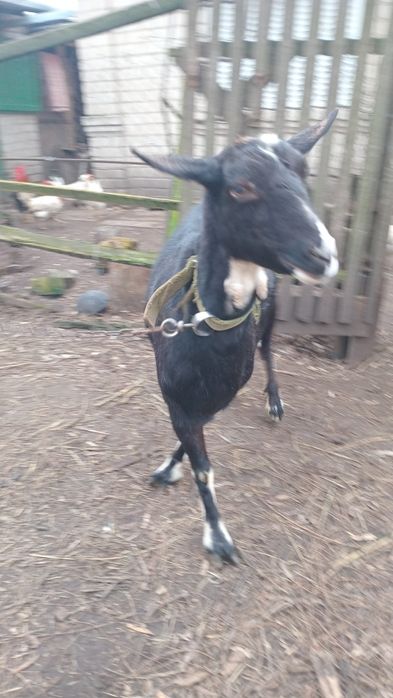 Продам козу,  породиста