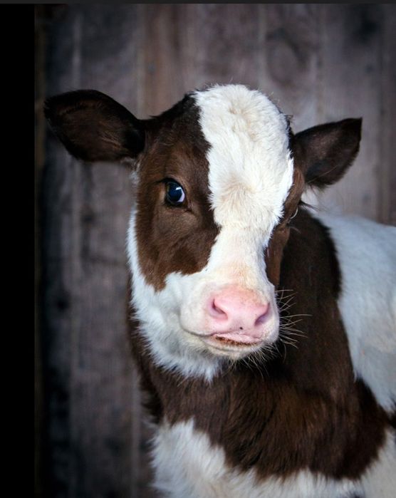 Продам телят молодих