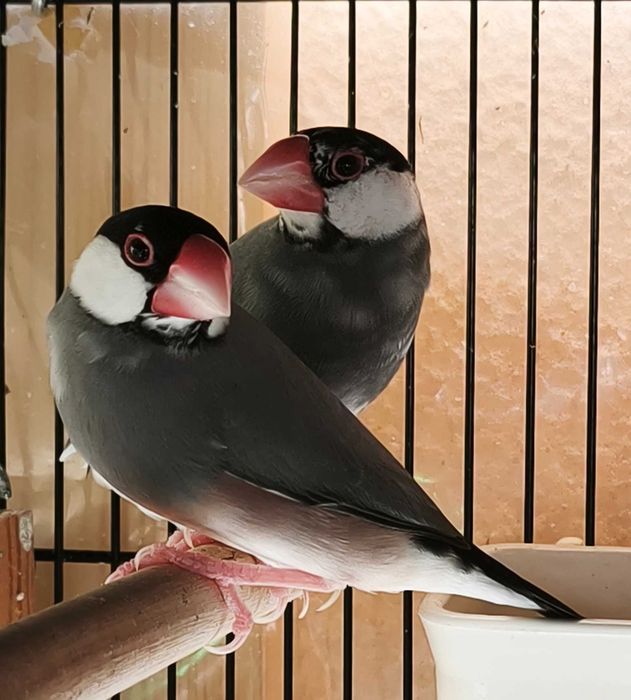 Pardais de java venda ou troca