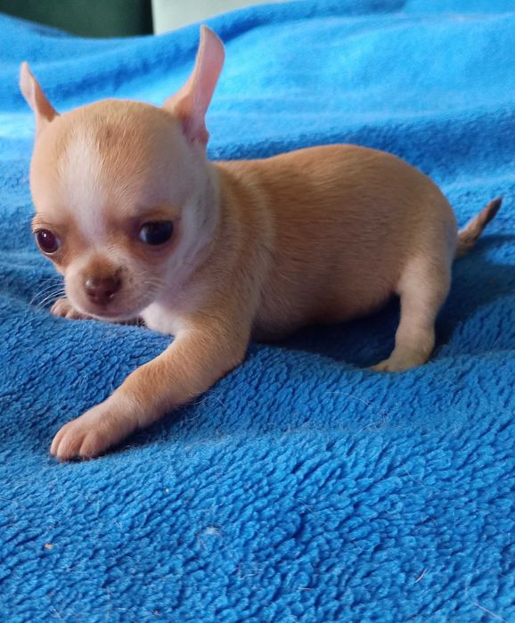 Chihuahua suczka