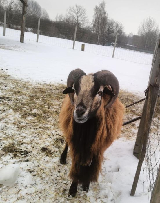 Baran - tryk kameruński