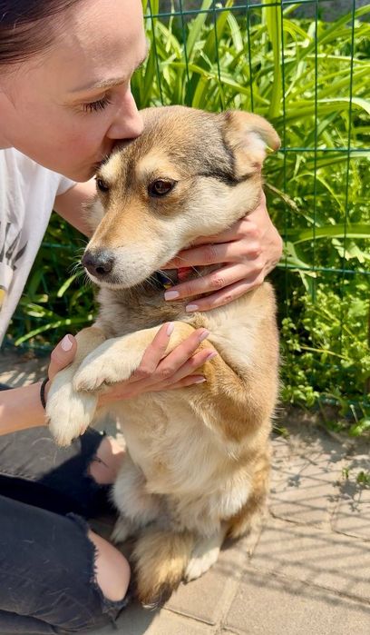 Собачка Мальва шукає людину